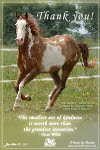 Horse Greeting Card; free to send
