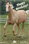 Horse Greeting Card; free to send