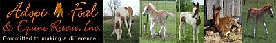 Adopt A Foal Adopt A Foal