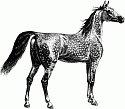 arabian horse clip art horse clip art arabian Vintage horse clip art