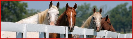 hadn horse network Horse Care for the happy horse owner
